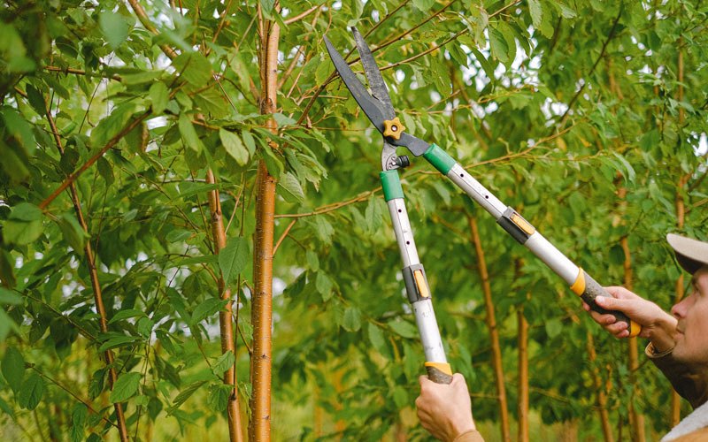 Tree trimming in Prosser, WA